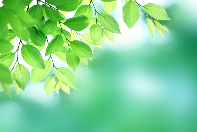 ソマティック・ヒーリング